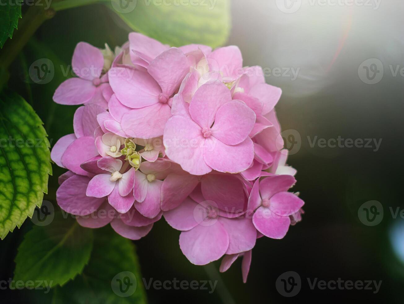 Close up Hydrangea flower photo