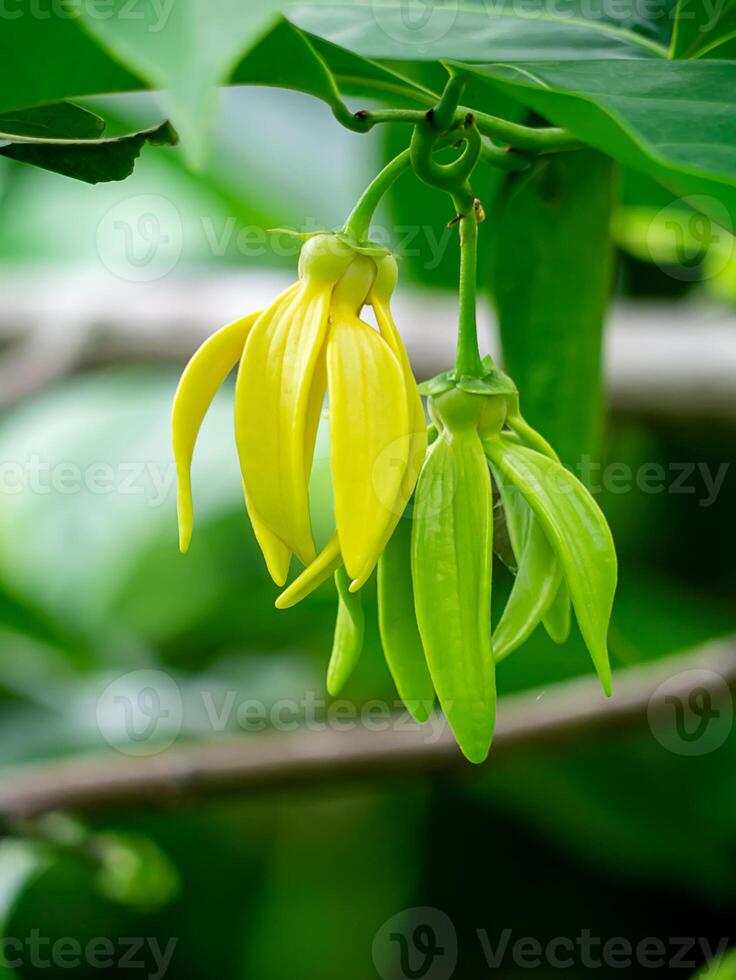 fragante flores de alpinismo Ylang Ylang foto
