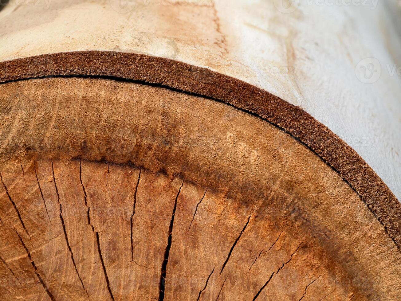 Texture of Eucalyptus wood background photo