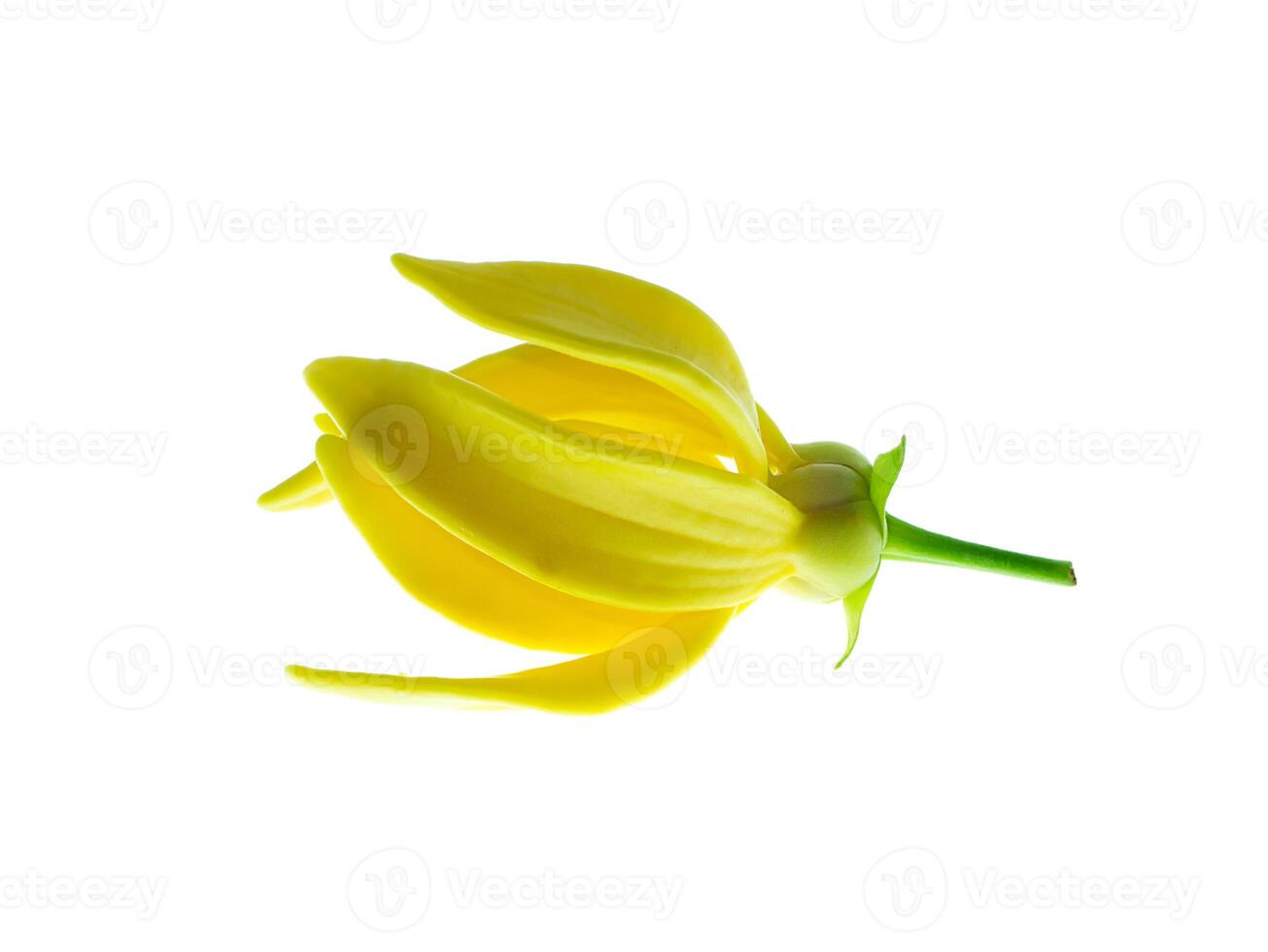 fragrant flowers of climbing ylang-ylang photo