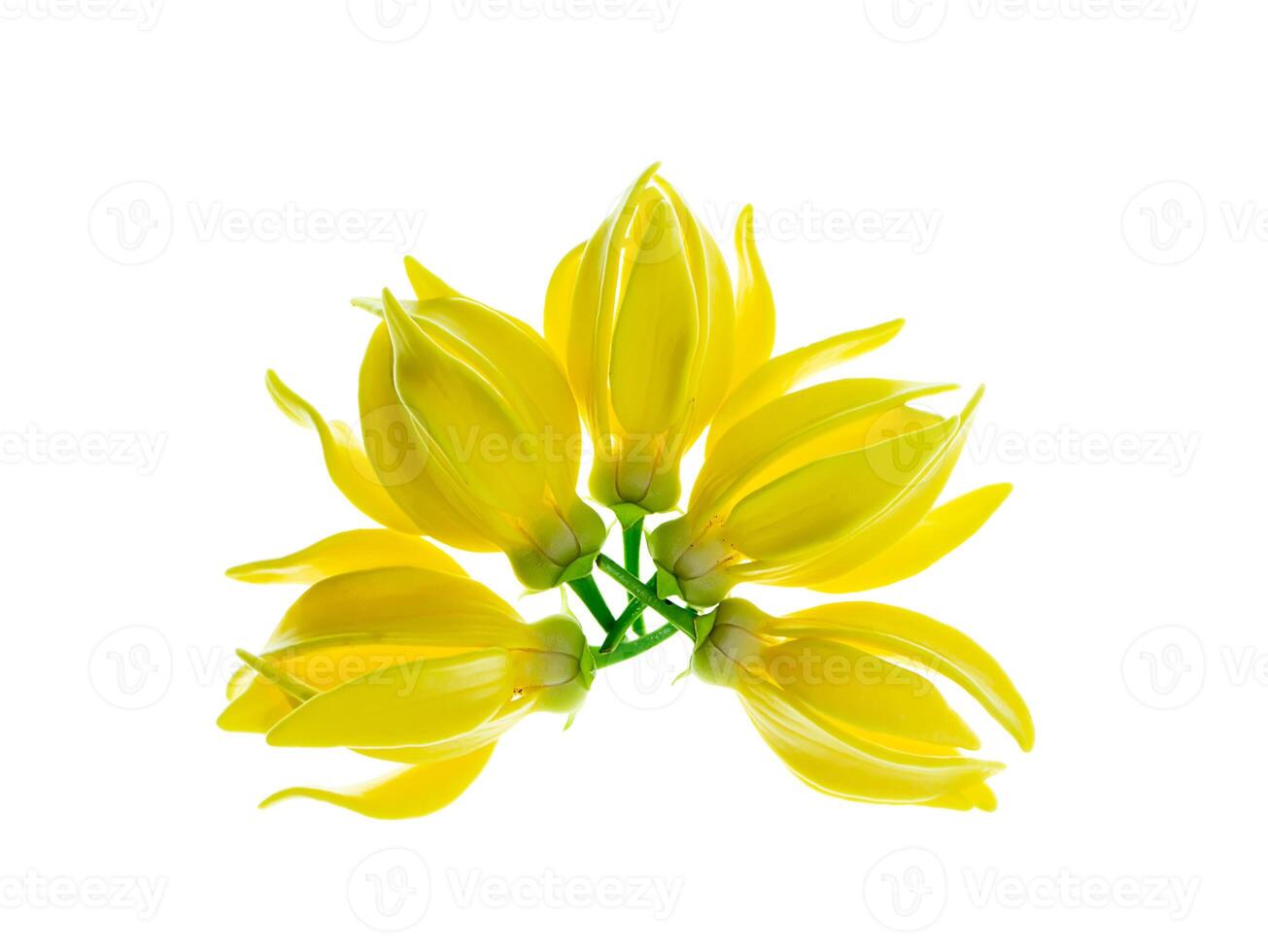 fragrant flowers of climbing ylang-ylang photo