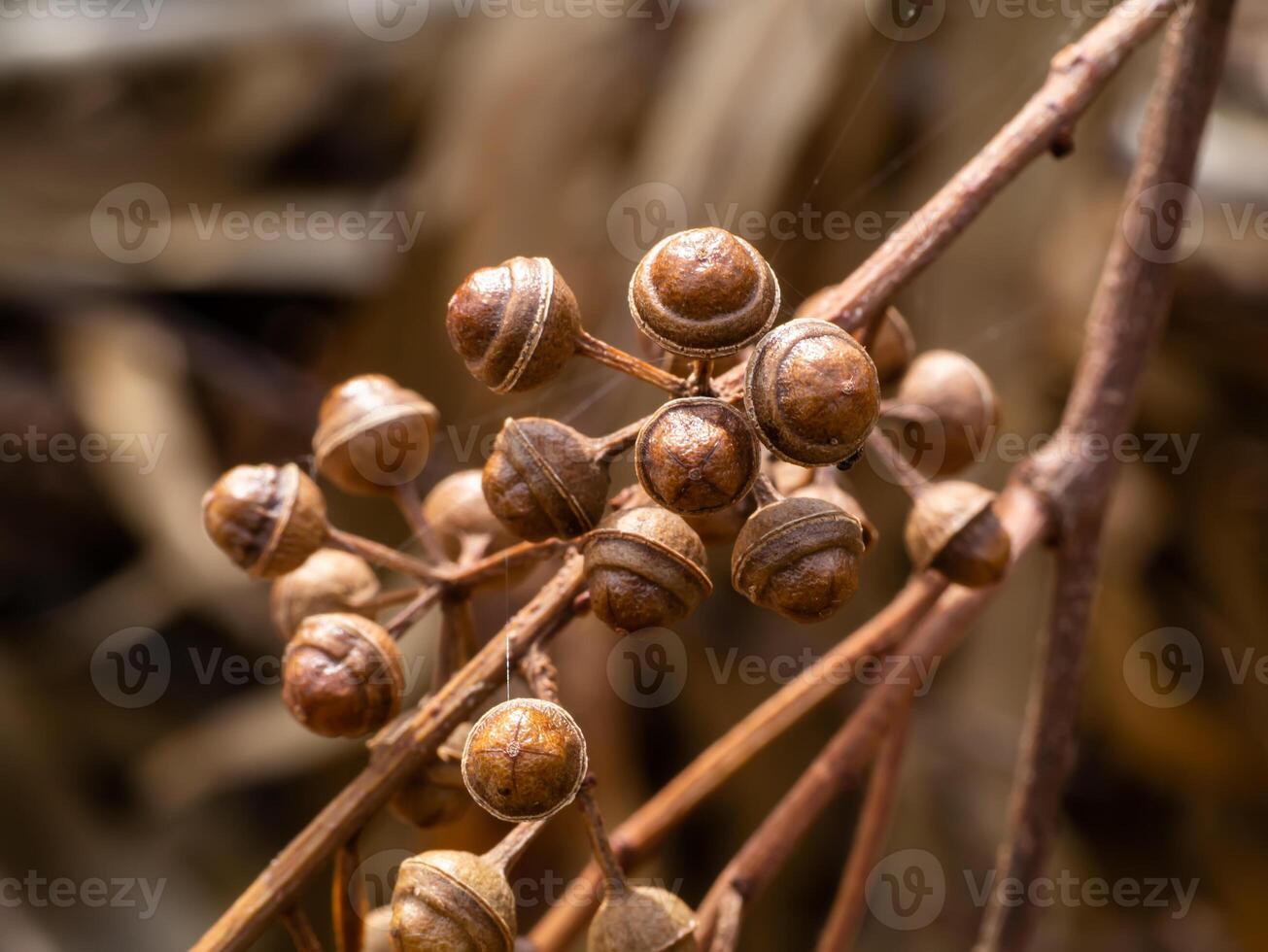 dry seeds of eucalyptus tree. photo