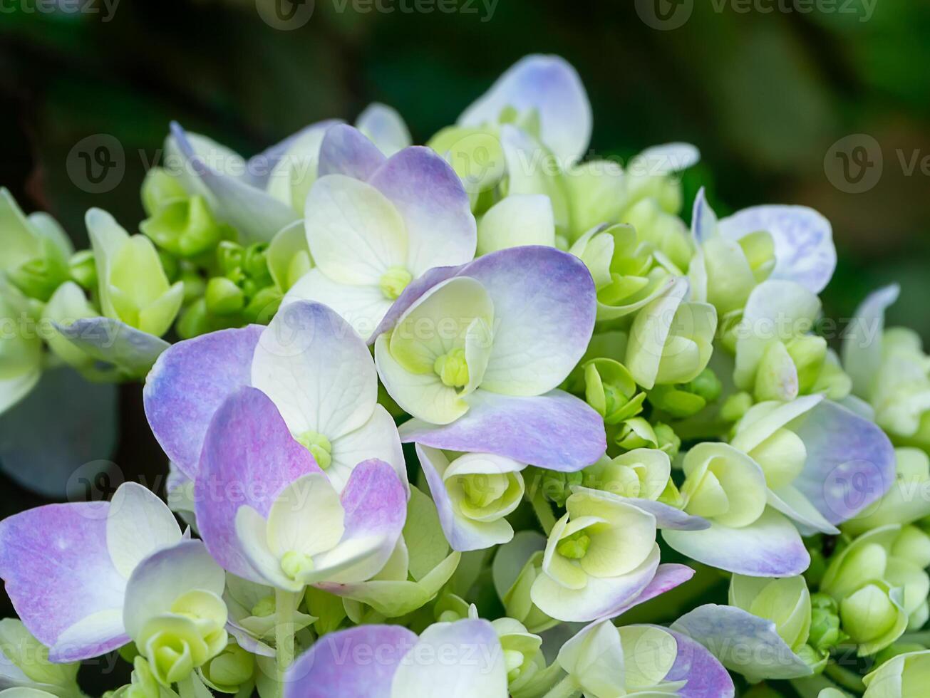 Close up Hydrangea flower photo