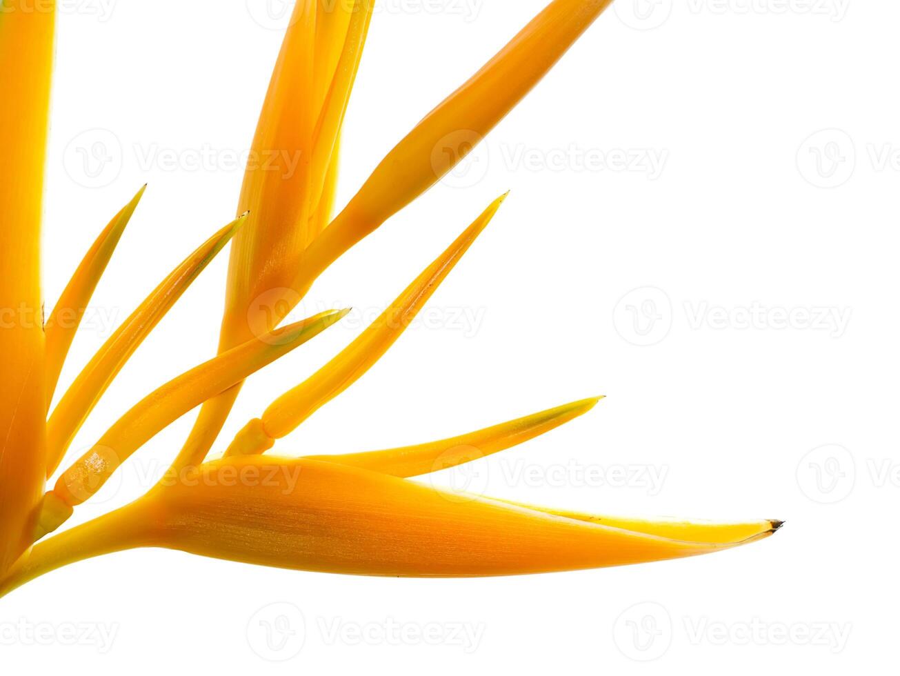 Close up Heliconia flower photo