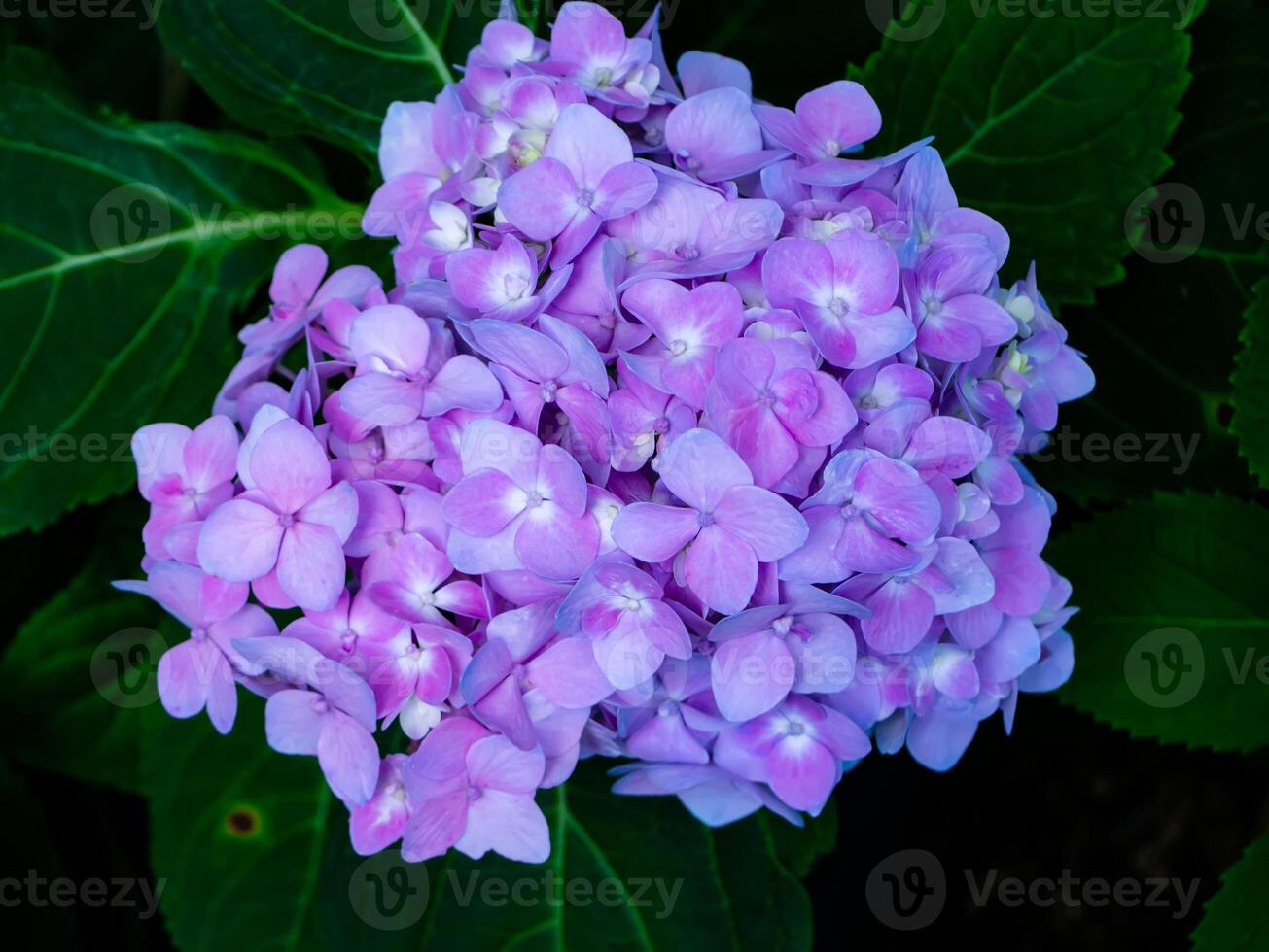 Close up Hydrangea flower photo