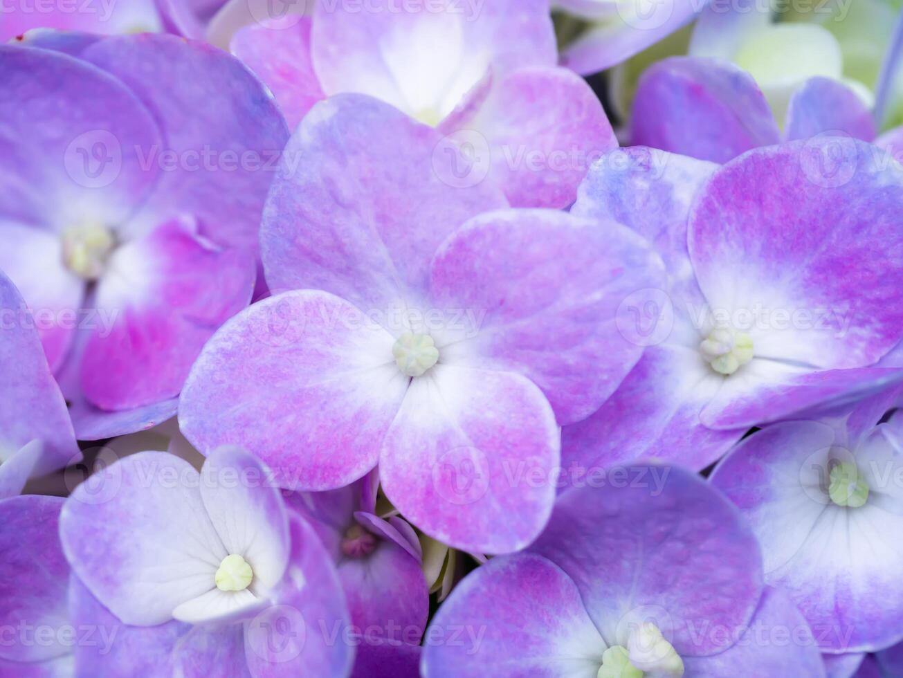 Close up Hydrangea flower photo