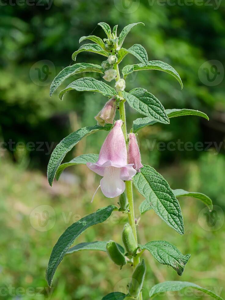 Sasame flower on tree photo