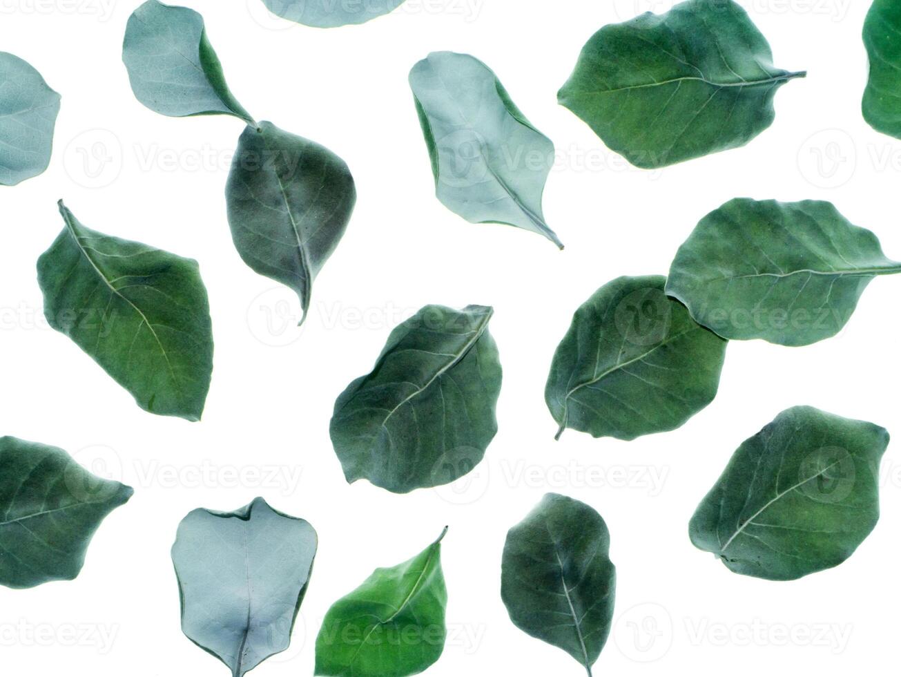 seco hojas de vitex trifolia foto