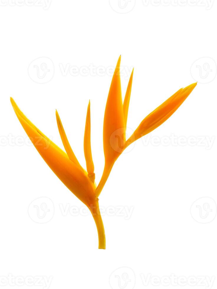 Close up Heliconia flower photo