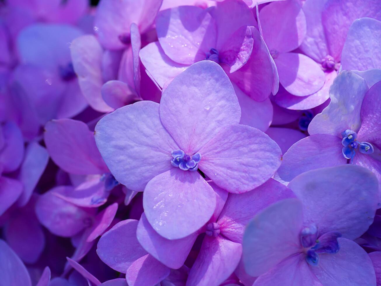 Close up Hydrangea flower photo