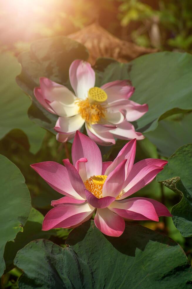 Close up pink lotus flower. photo