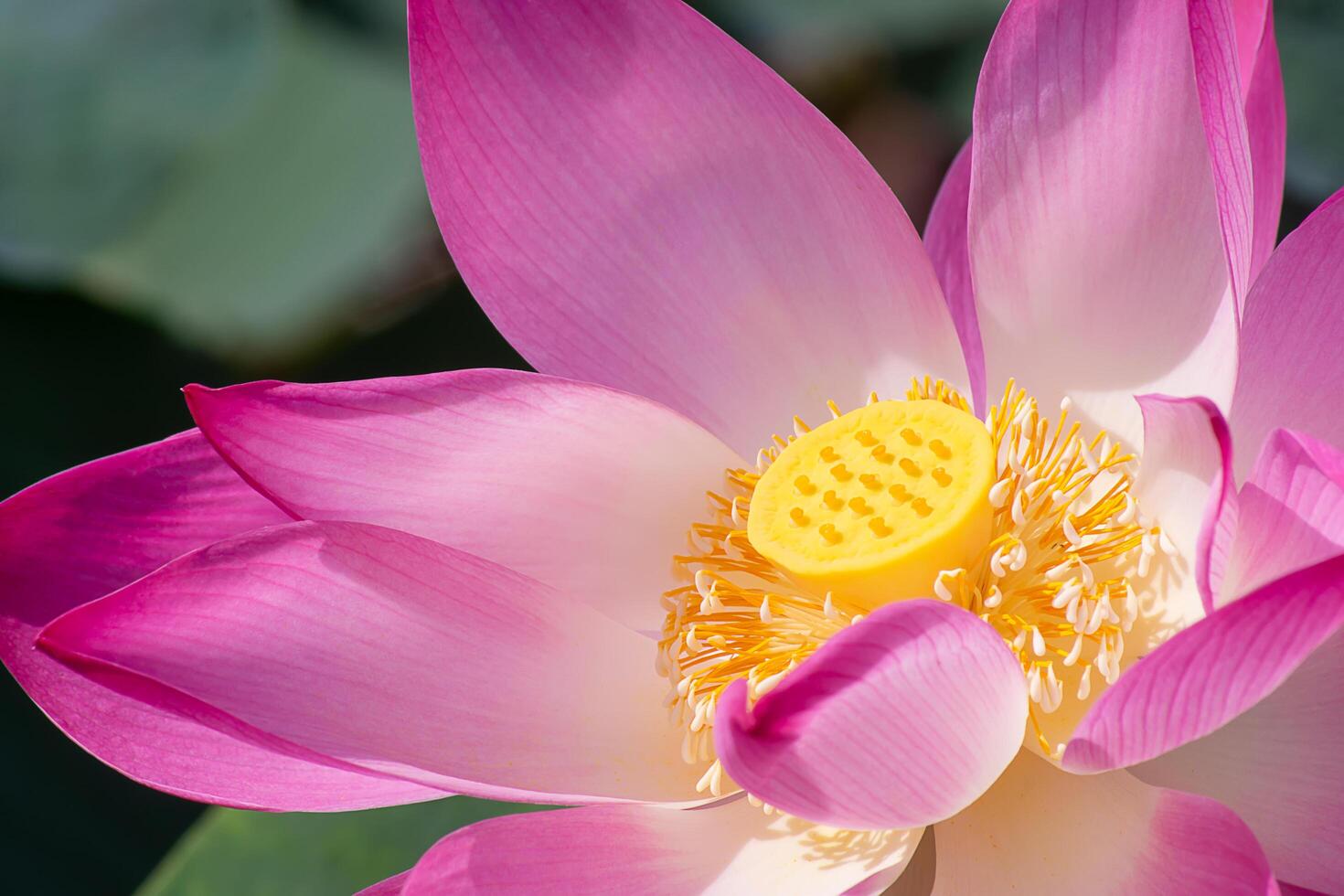 Close up pink lotus flower. photo
