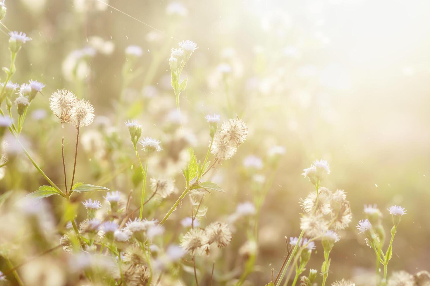 Flower grass with Sunlight photo