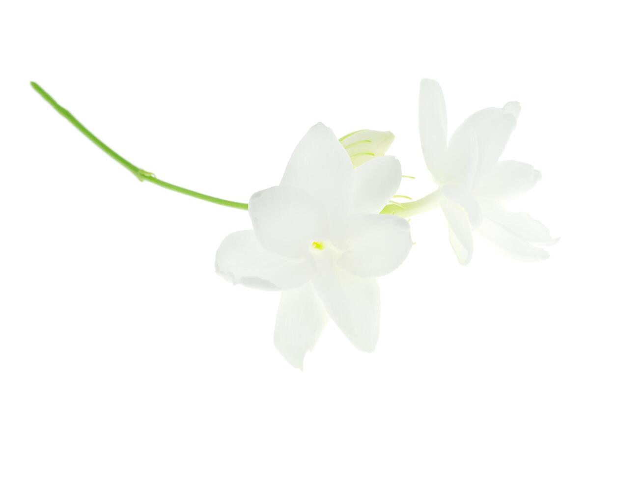 Close up of jasmine flower. photo