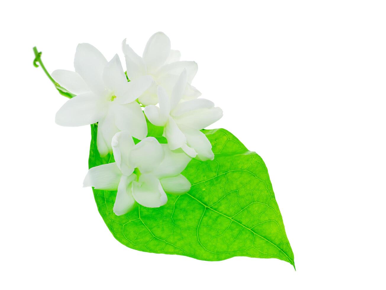 Close up of jasmine flower. photo