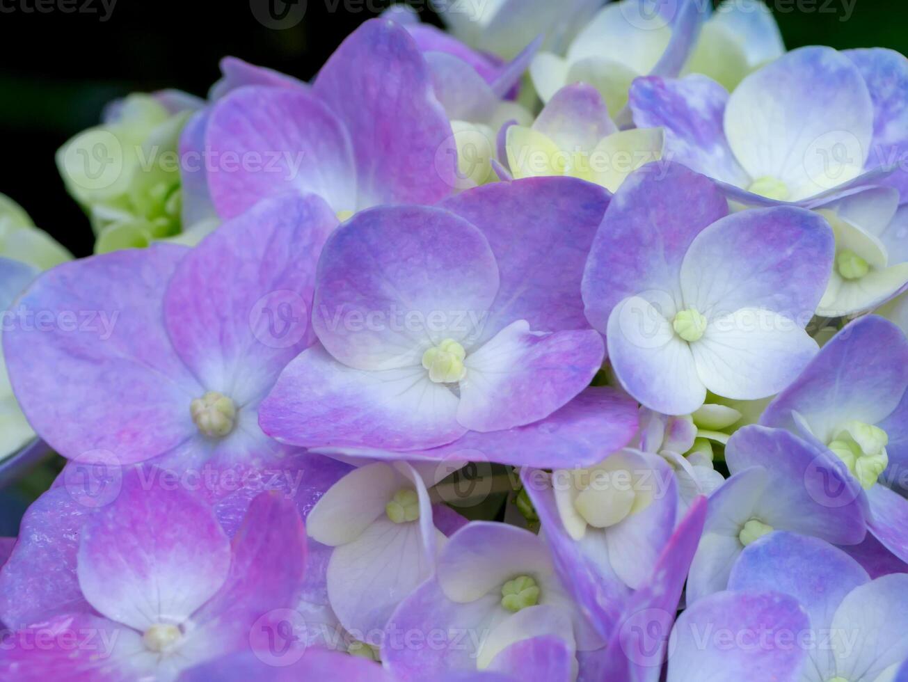 Close up Hydrangea flower photo