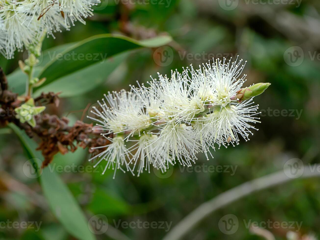 Cajuput tree, Milk wood, Paper bark tree photo