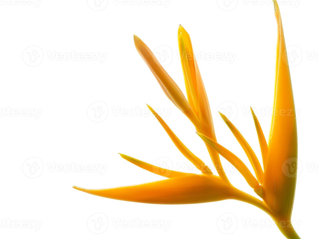 Close up Heliconia flower photo