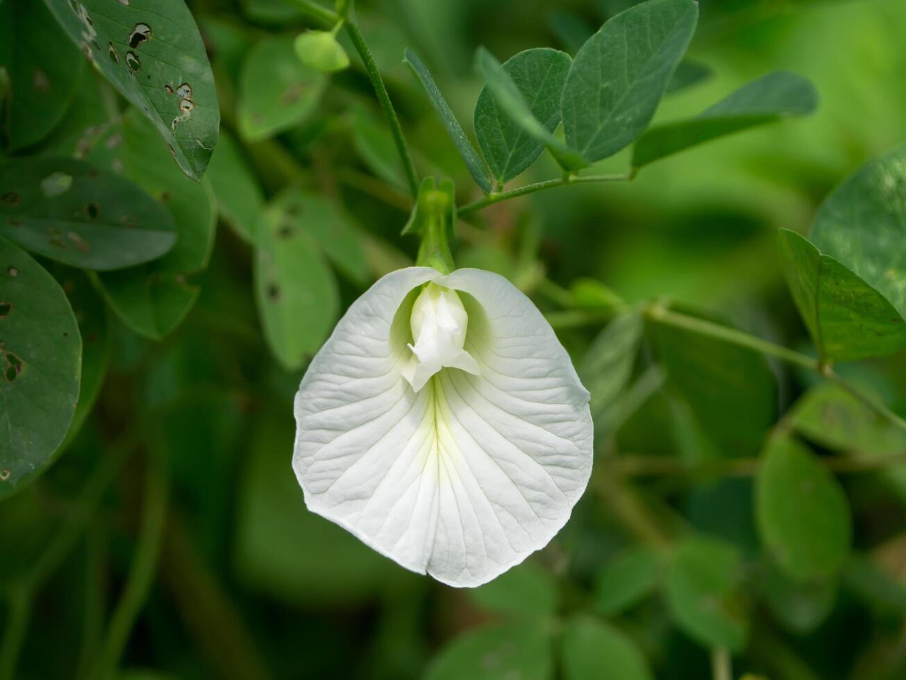 White Pea or Butterfly Pea. photo