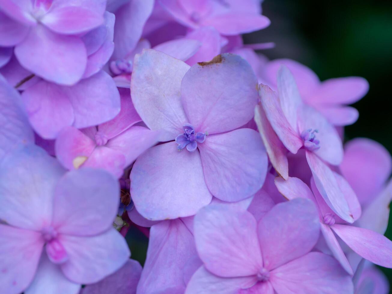 Close up Hydrangea flower photo