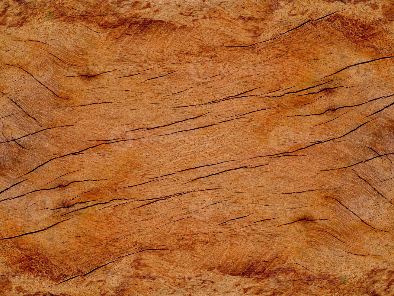 Texture of Eucalyptus wood background. photo
