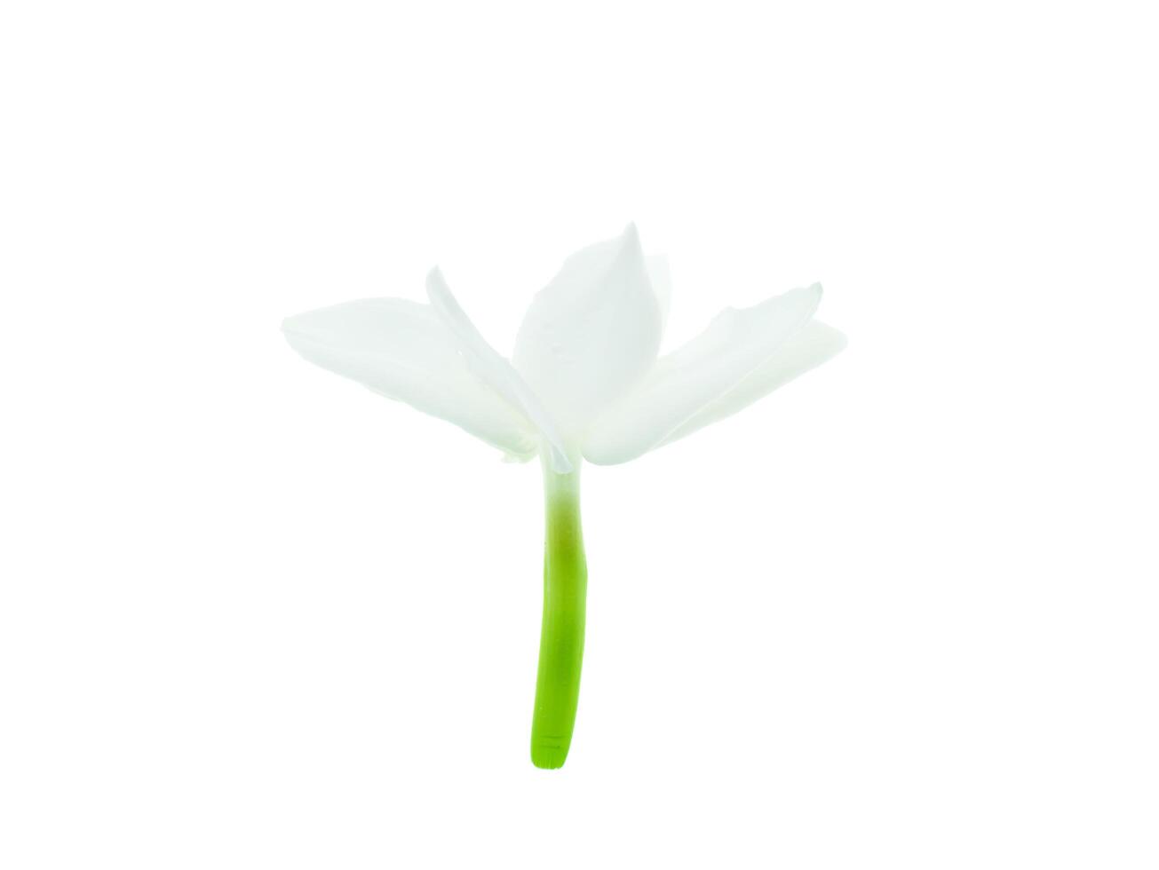 Close up of jasmine flower. photo