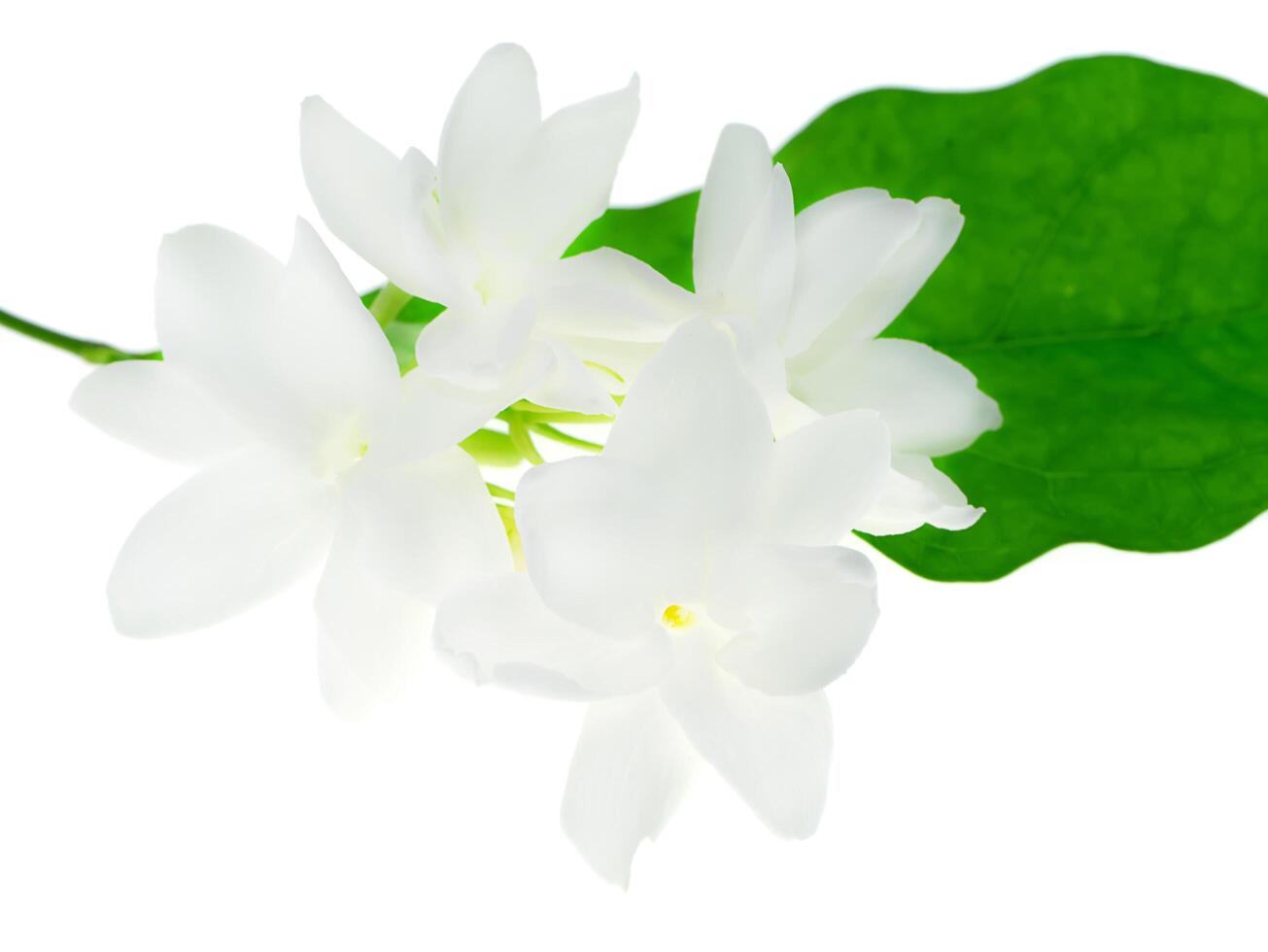 Close up of jasmine flower. photo