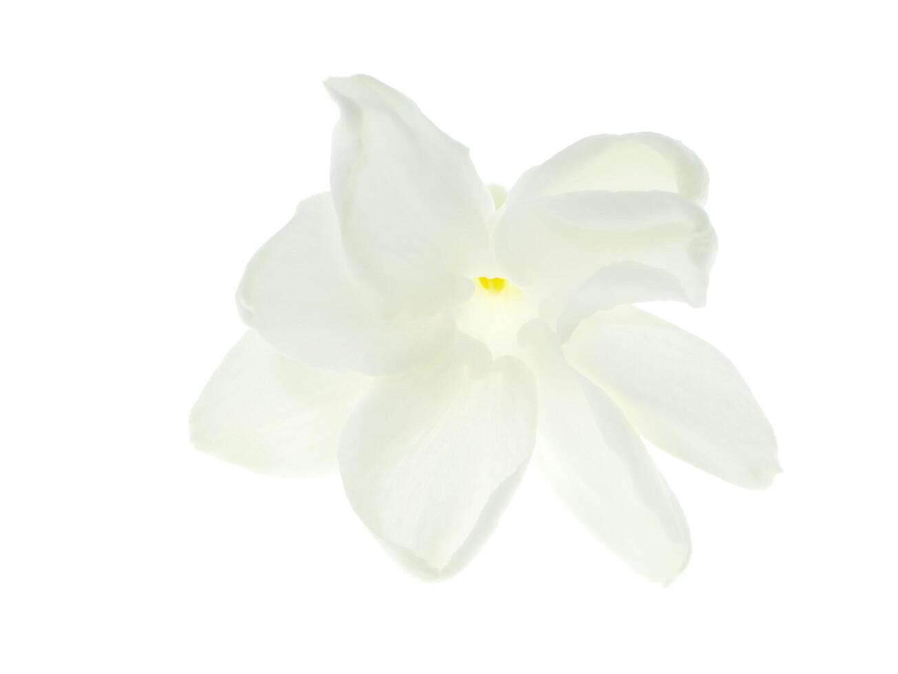 Close up of jasmine flower. photo