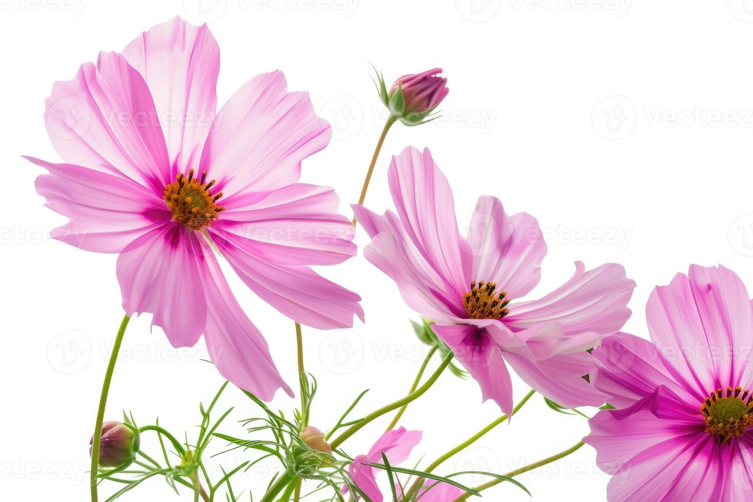 AI generated Growing cosmos flower like a bouquet with big leaves and, a white background. photo