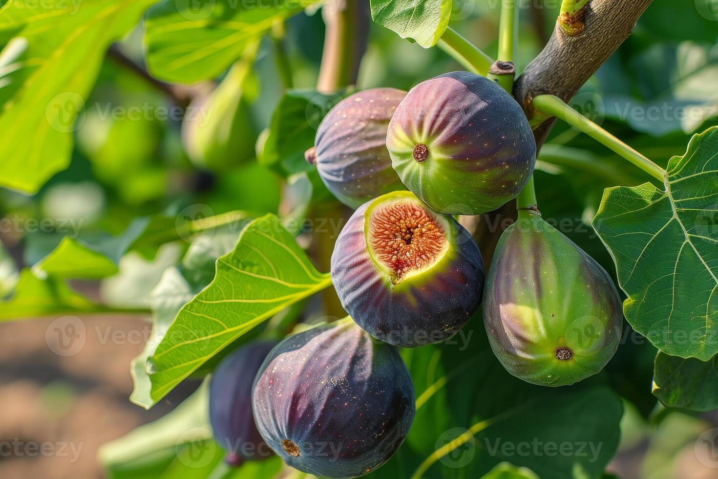 AI generated Fig, or fig tree, or common fig tree Ficus carica is a subtropical deciduous plant of the genus Ficus of the Mulberry family. Figs on a branch photo