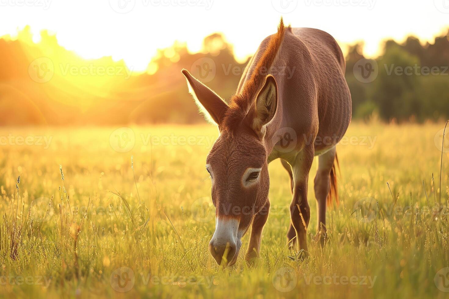 AI generated Cute donkey grazes on green meadow under the setting sun. photo