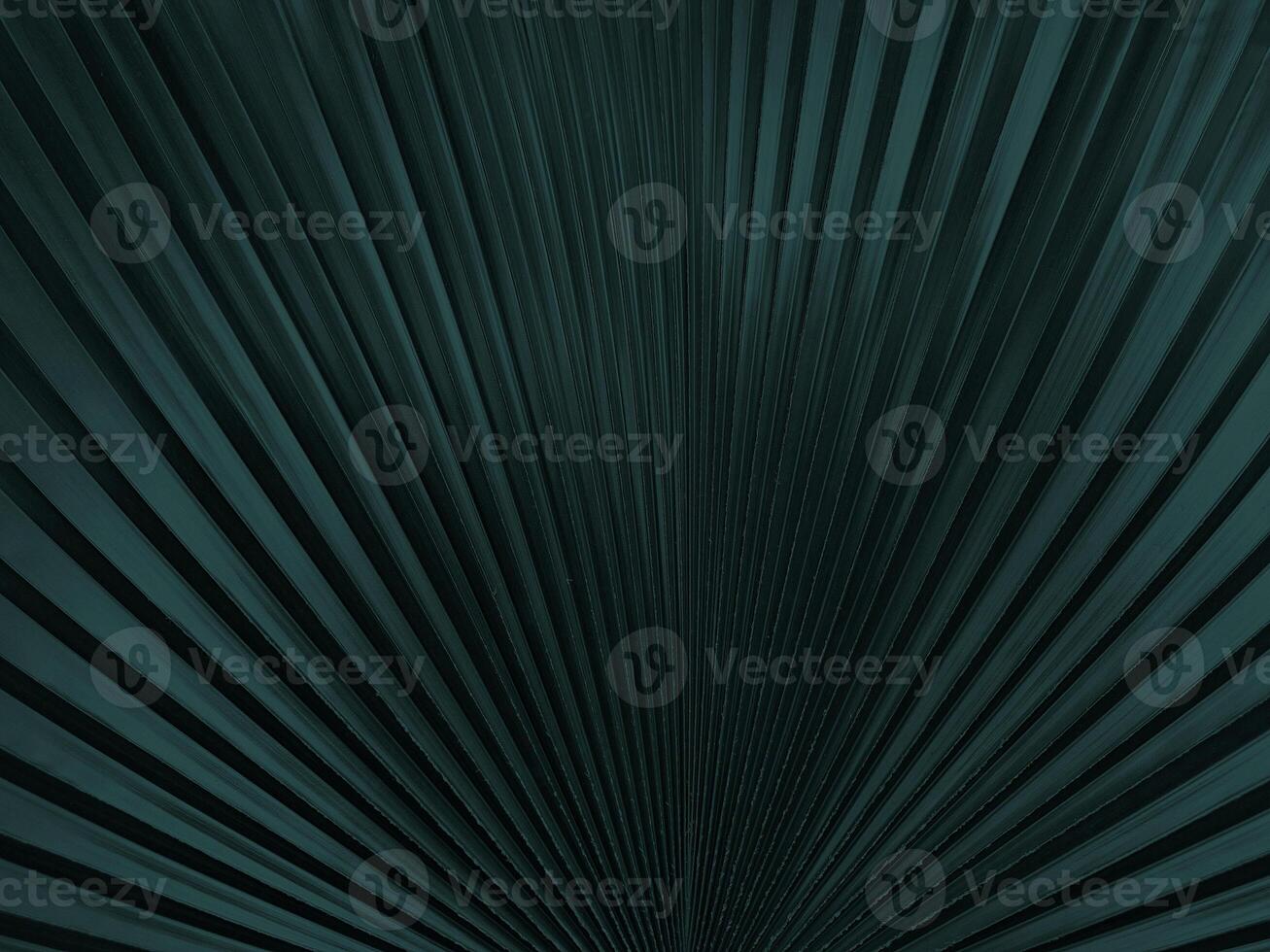 Latania palm leaf in Tidewater green tone background. photo