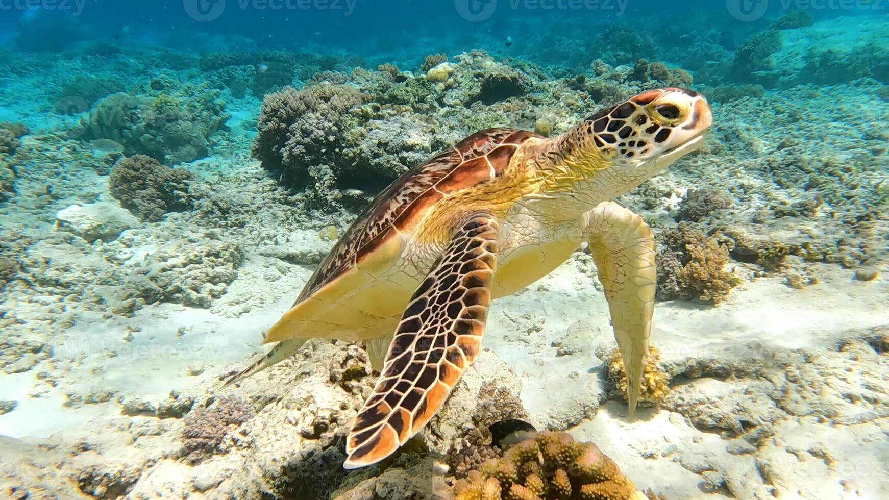 Bali, Indonesia, 2024 - Turtle Diving with Stunning Ocean Views photo