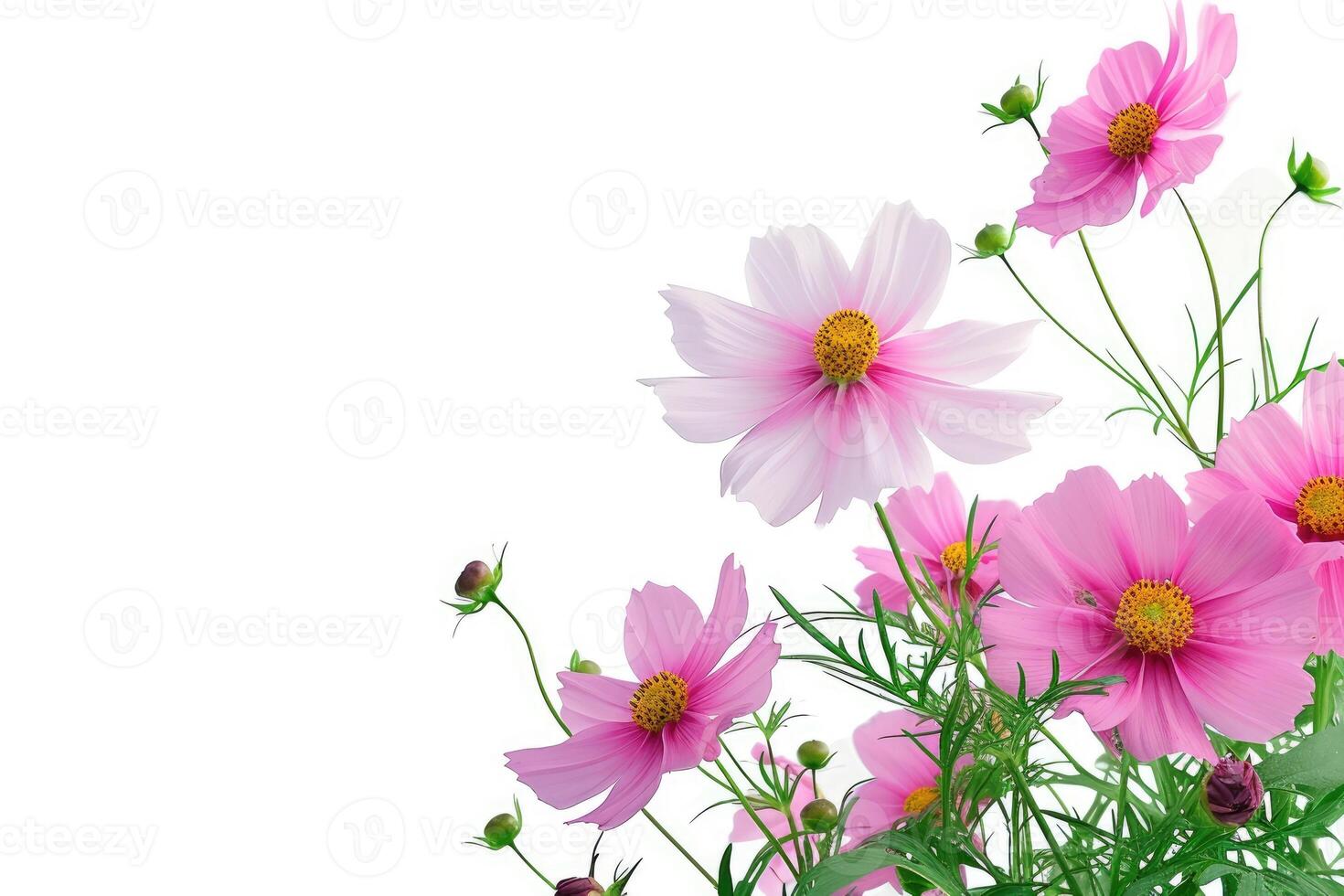 AI generated Growing cosmos flower like a bouquet with big leaves and, a white background. photo