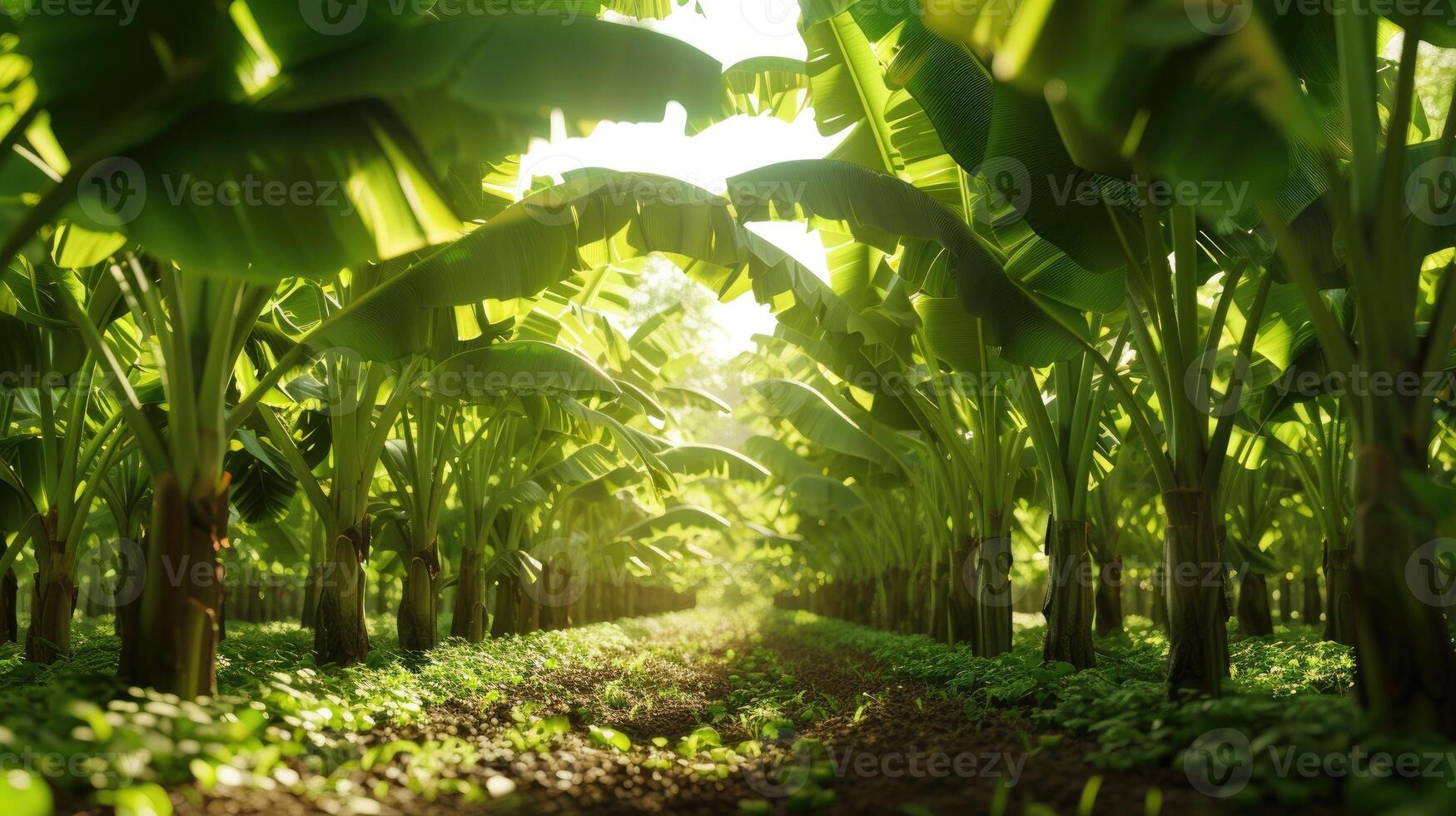 AI generated Banana tree plantation in nature with daylight. Industrial scale banana cultivation for worldwide export. photo