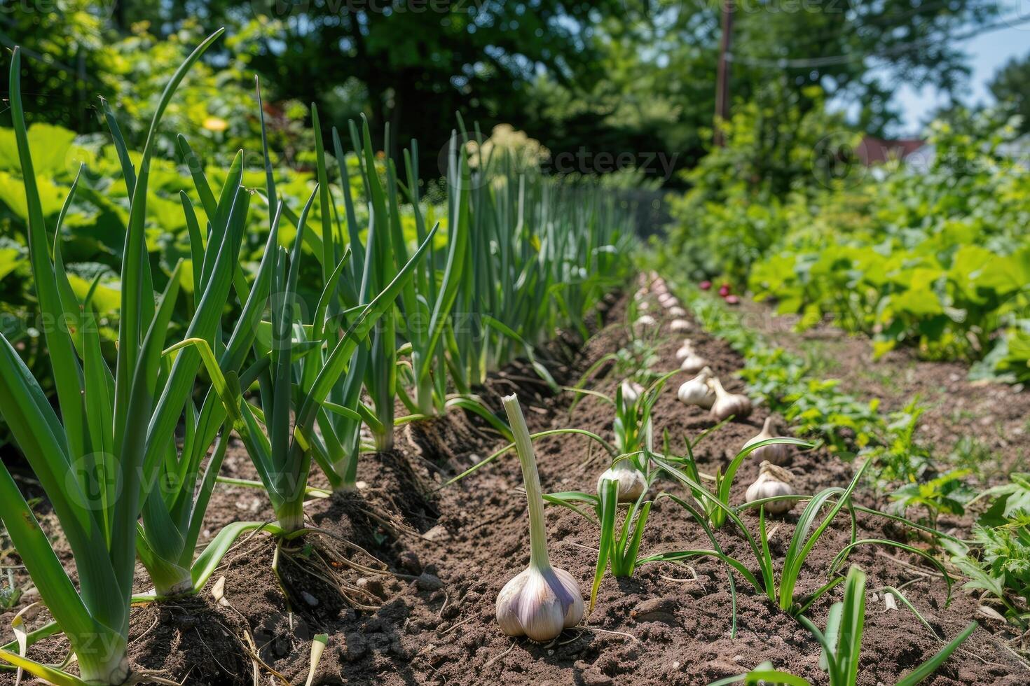 AI generated Garlic in the vegetable garden. The concept of spring or autumn gardening. photo