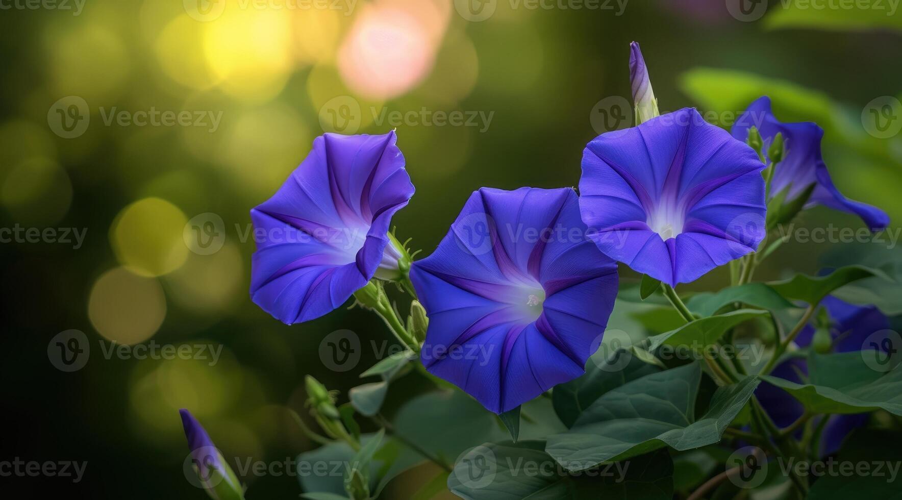 AI generated Closeup of blue and purple morning glory flowers and foliage. Selective focus. photo