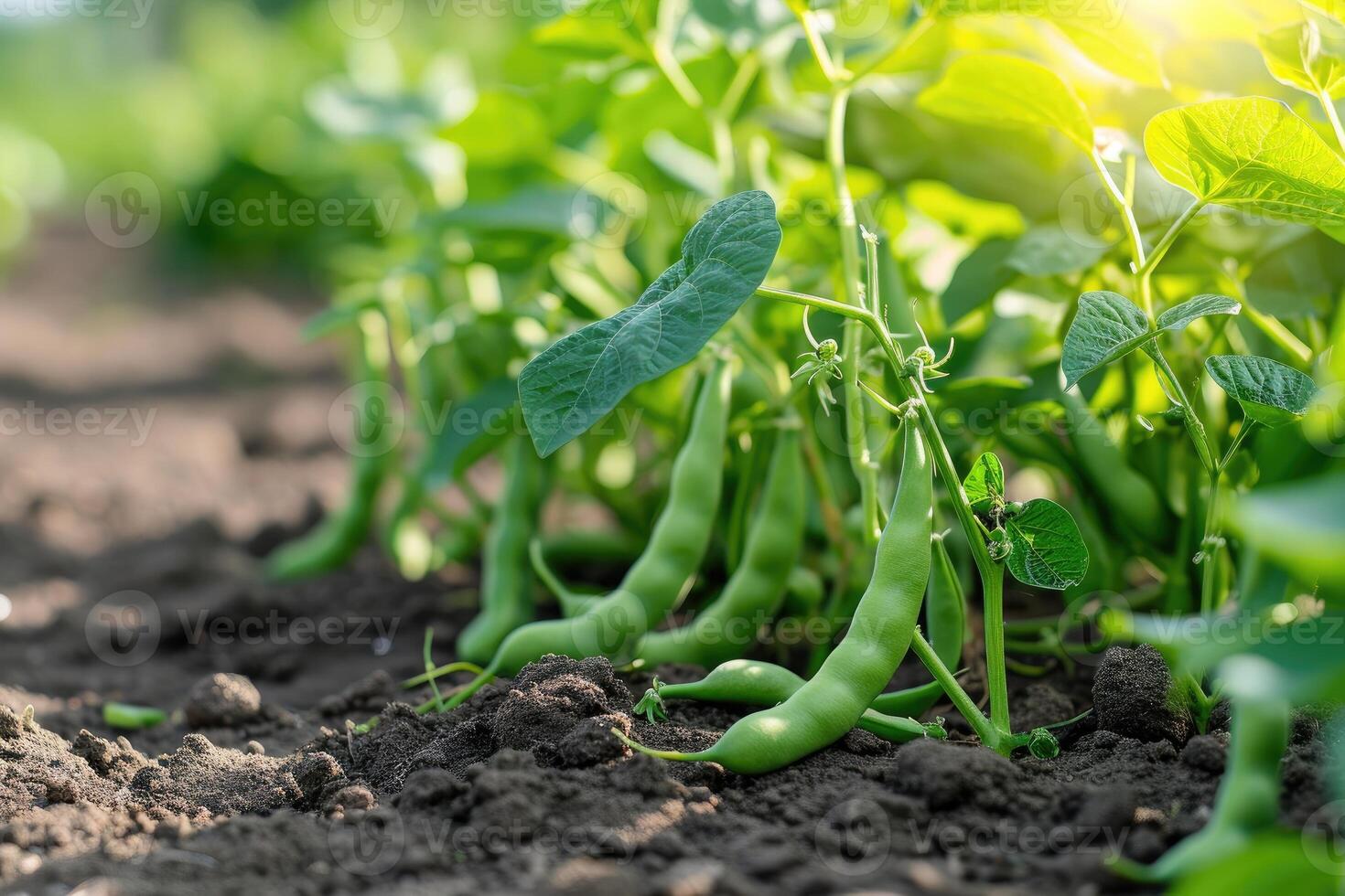 ai generado verde frijoles creciente en un jardín en verano. foto