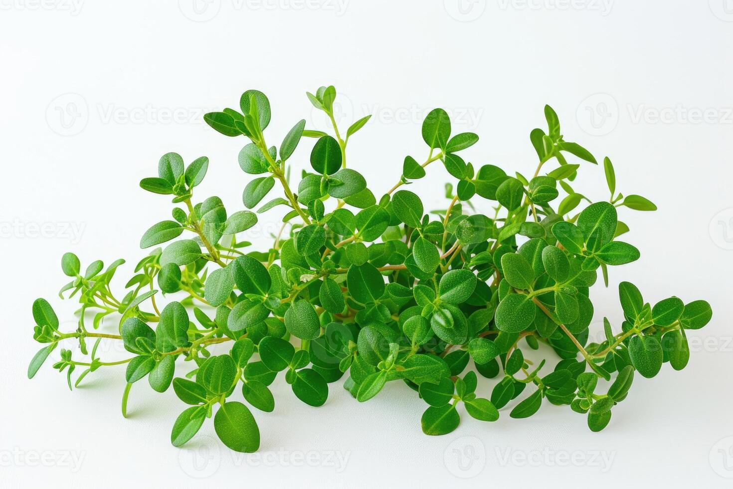 AI generated Agathosma betulina plant Buchu plant on a white background. photo