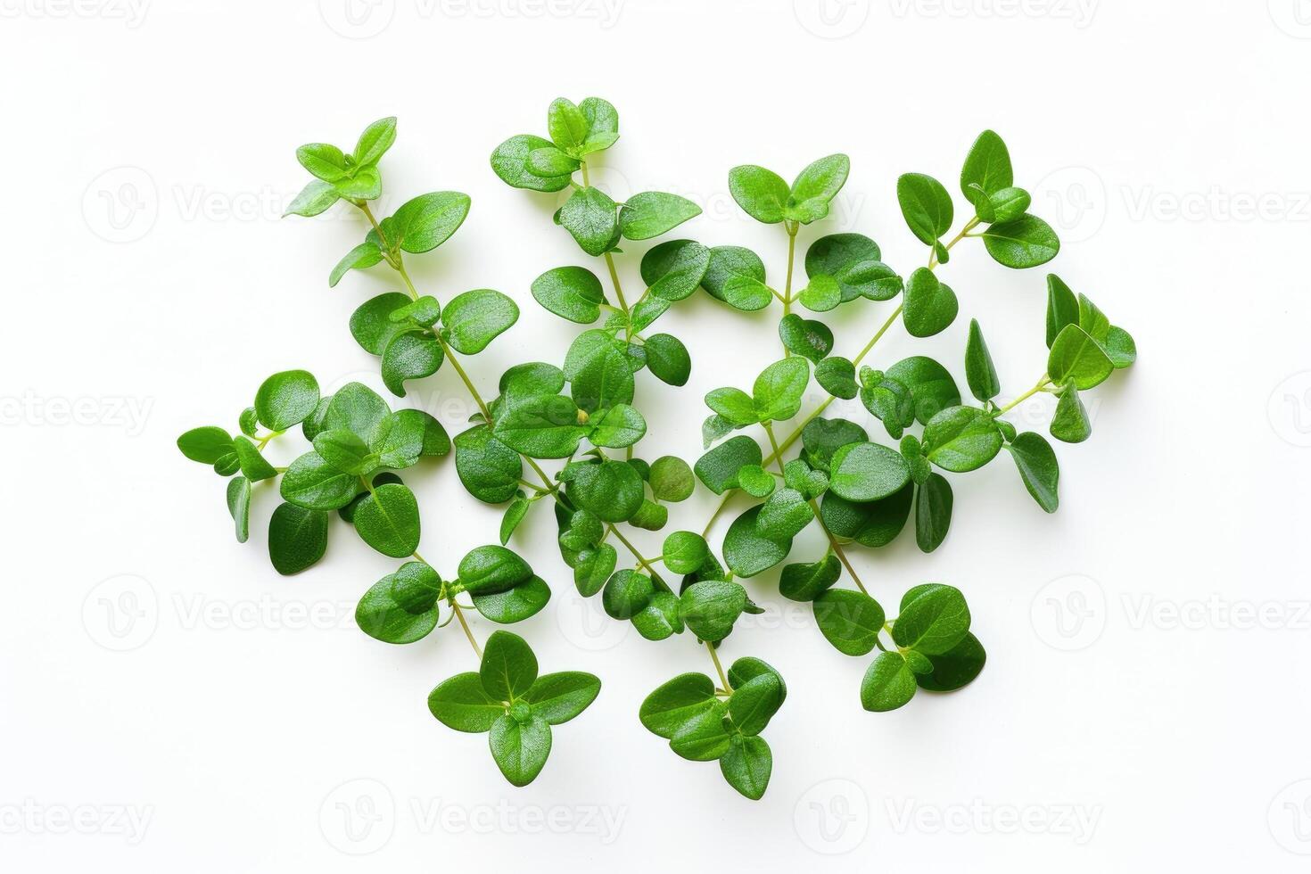 AI generated Agathosma betulina plant  Buchu plant  on a white background. photo