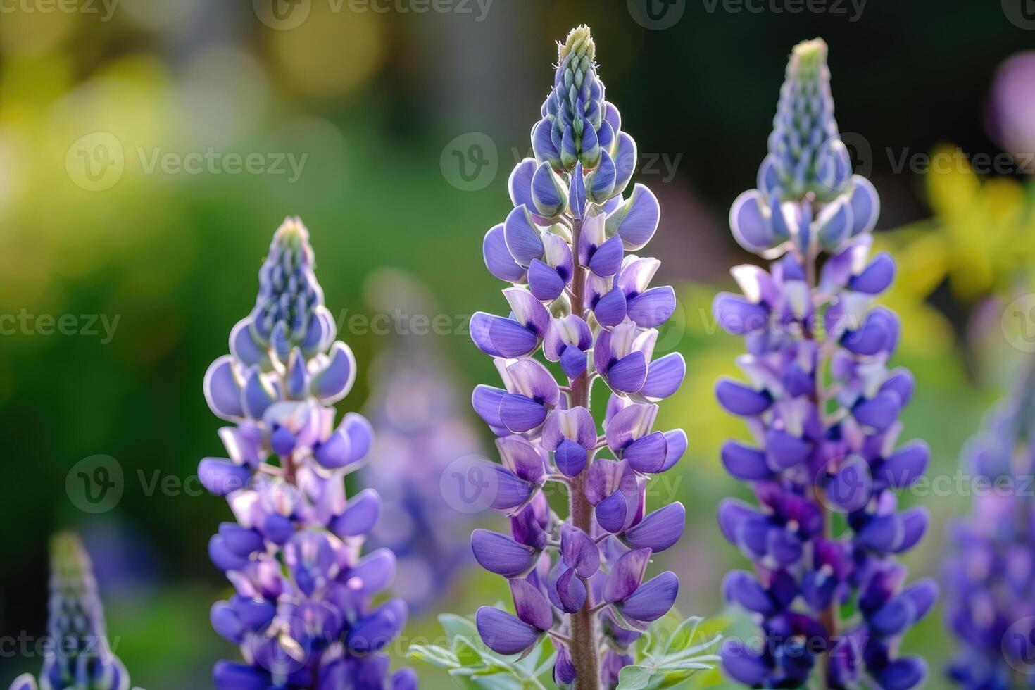 AI generated Close up of purple lupin flowers in bloom photo