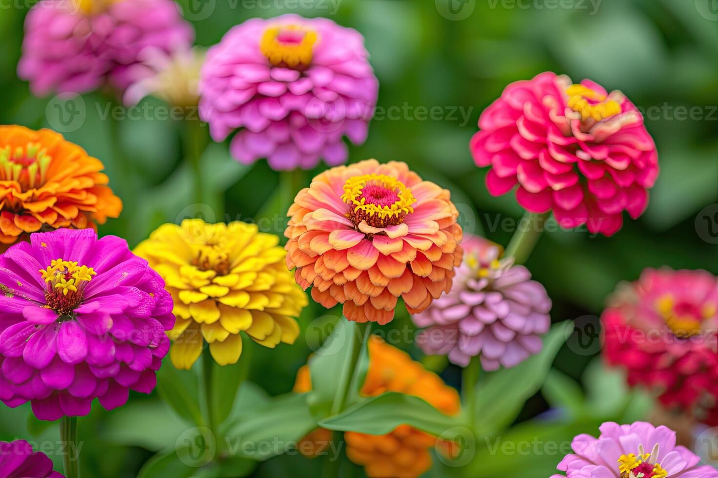 AI generated In a flower bed in a large number various zinnias grow and blossom. photo