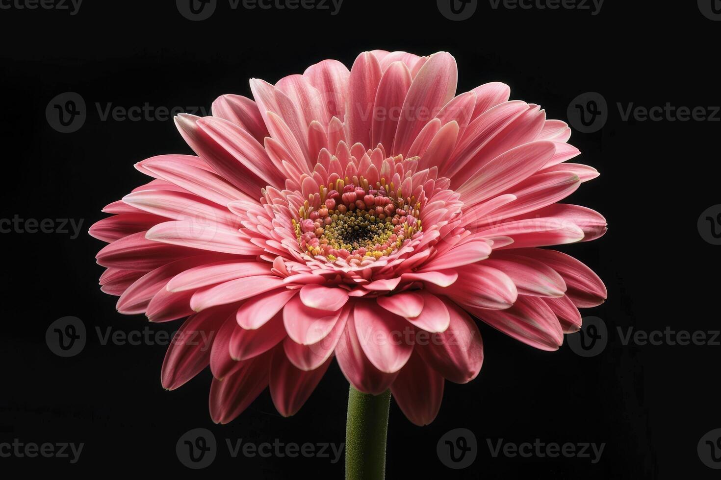 AI generated Beautiful blooming pink gerbera daisy flower on black background. photo