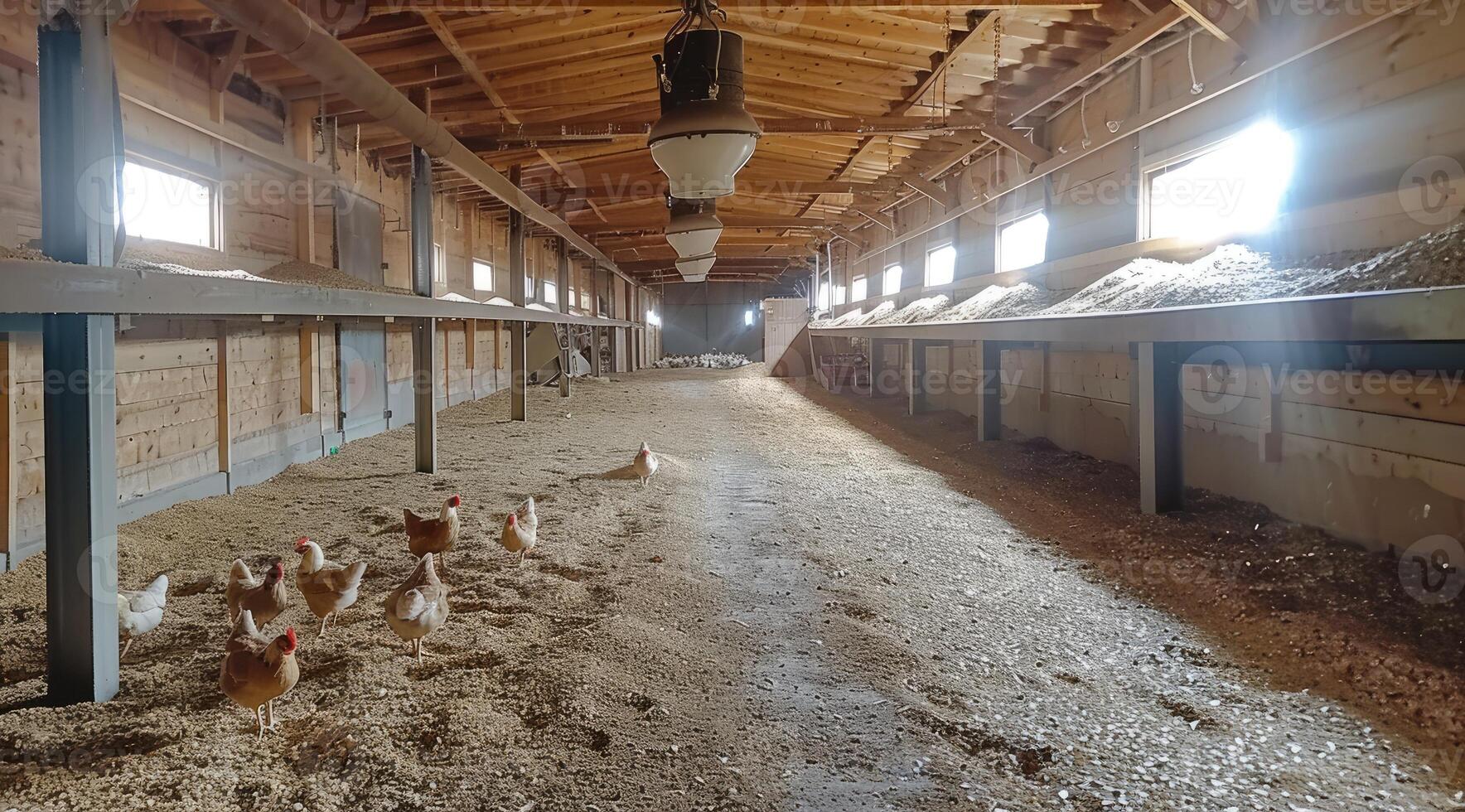 AI generated Chicken eats feed and grain at eco chicken farm photo