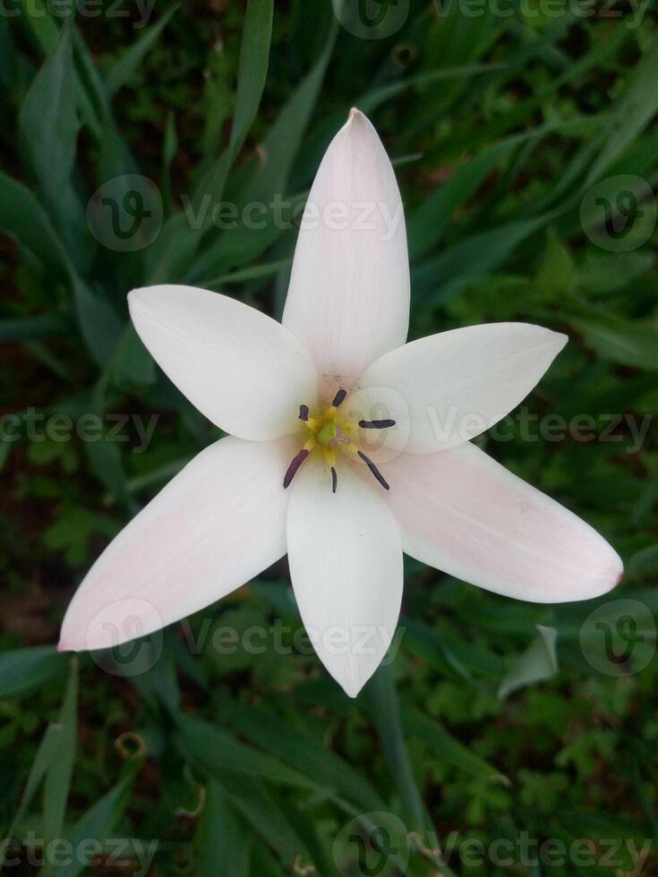 a white flower with a yellow center in the middle of green grass photo