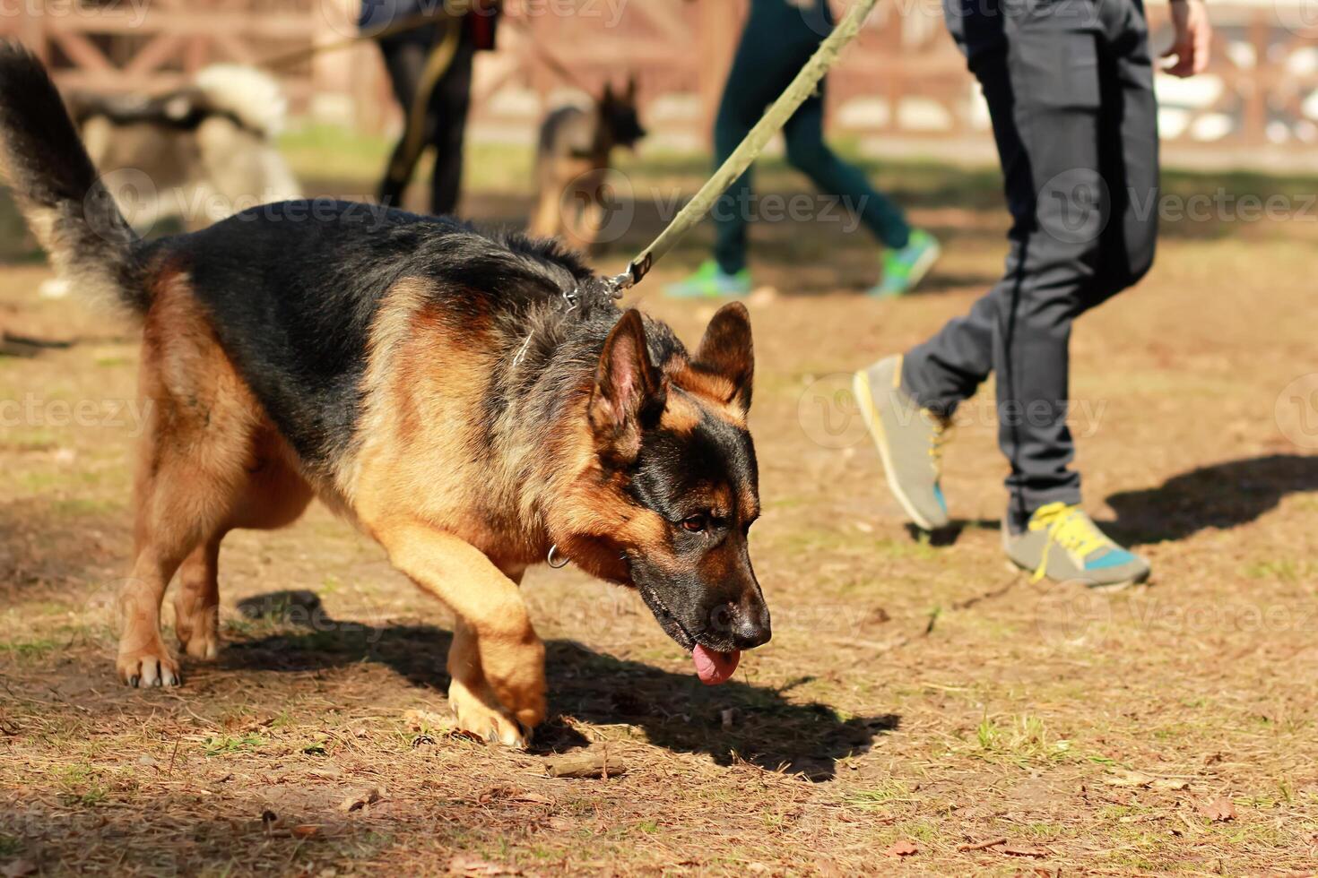 Training class for a K9 german shepherd detective dog. Scent training and searching for a track photo