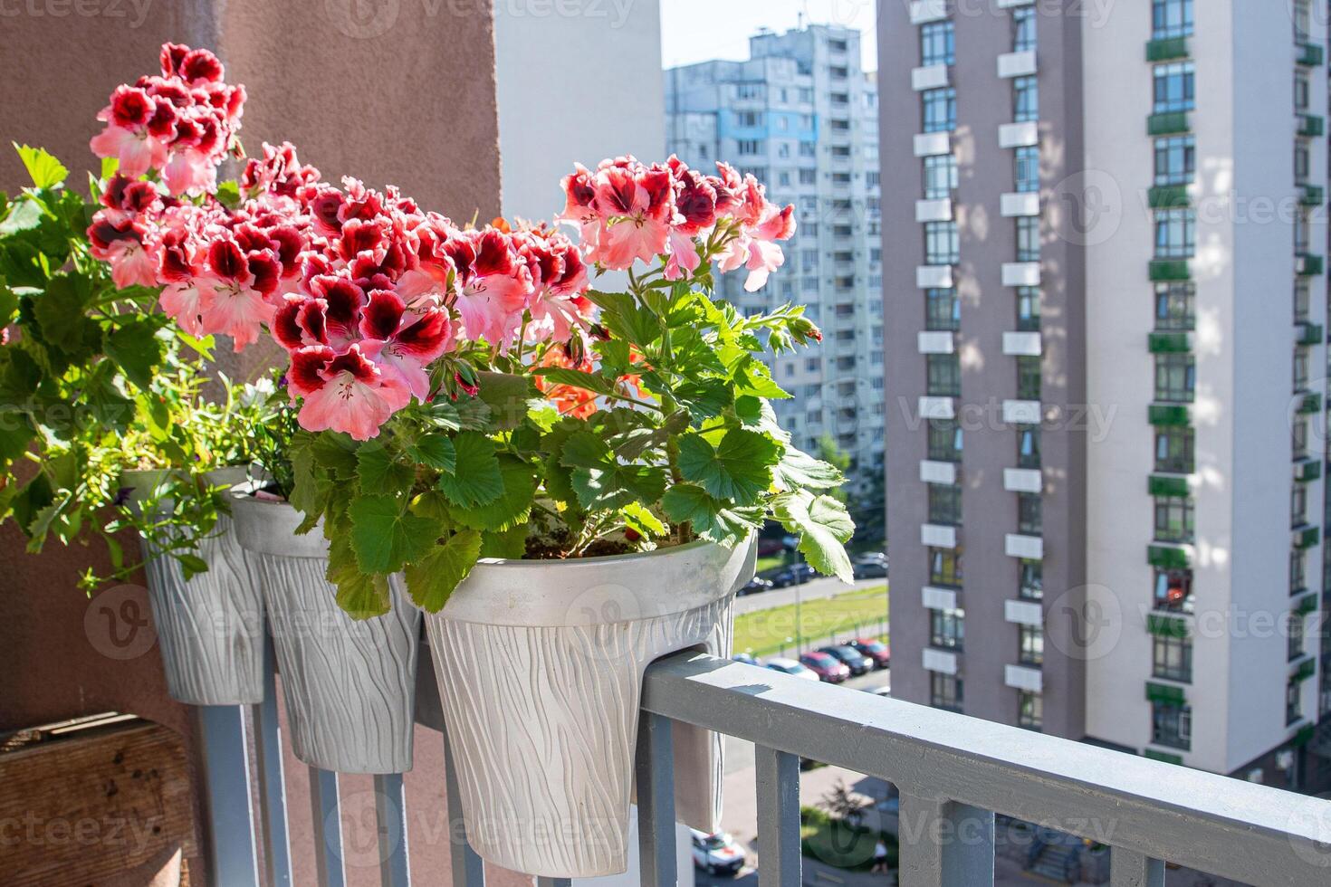 rosado pelargonio flores brote cerca arriba. crecer un flor en un maceta en el balcón. botánico pétalo floral antecedentes. jardinería foto