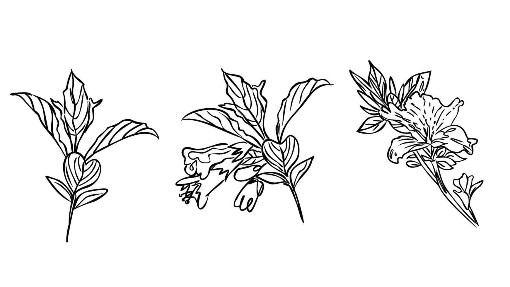 dibujo de flores y boceto con arte lineal sobre fondos blancos. vector