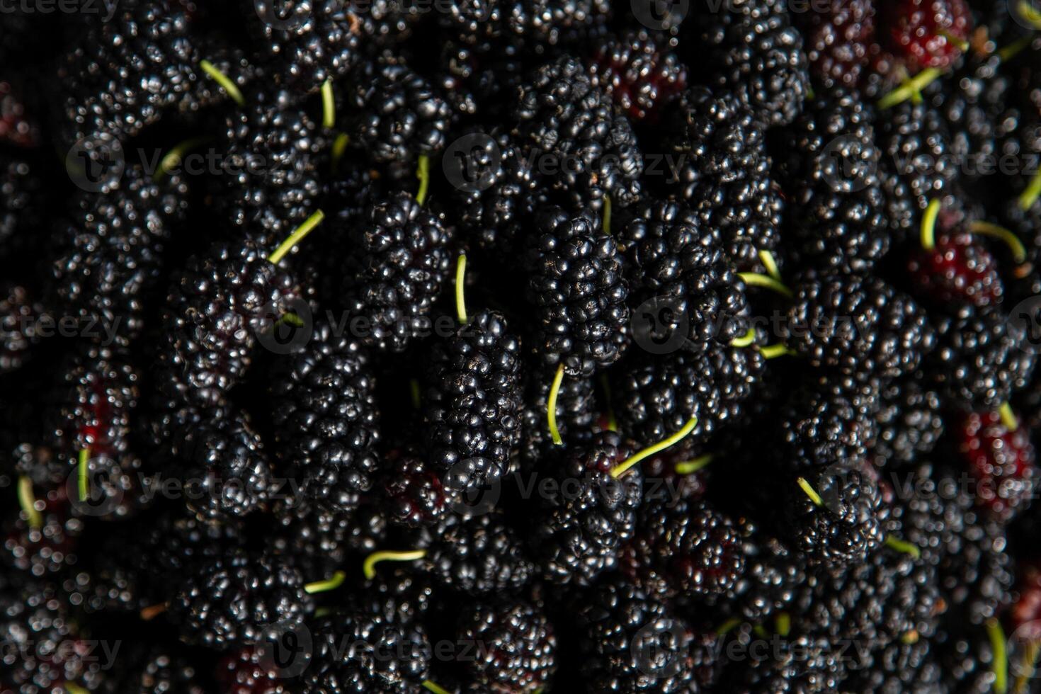 Mulberry berries. Blackberry harvest in summer. Fruit food background. photo