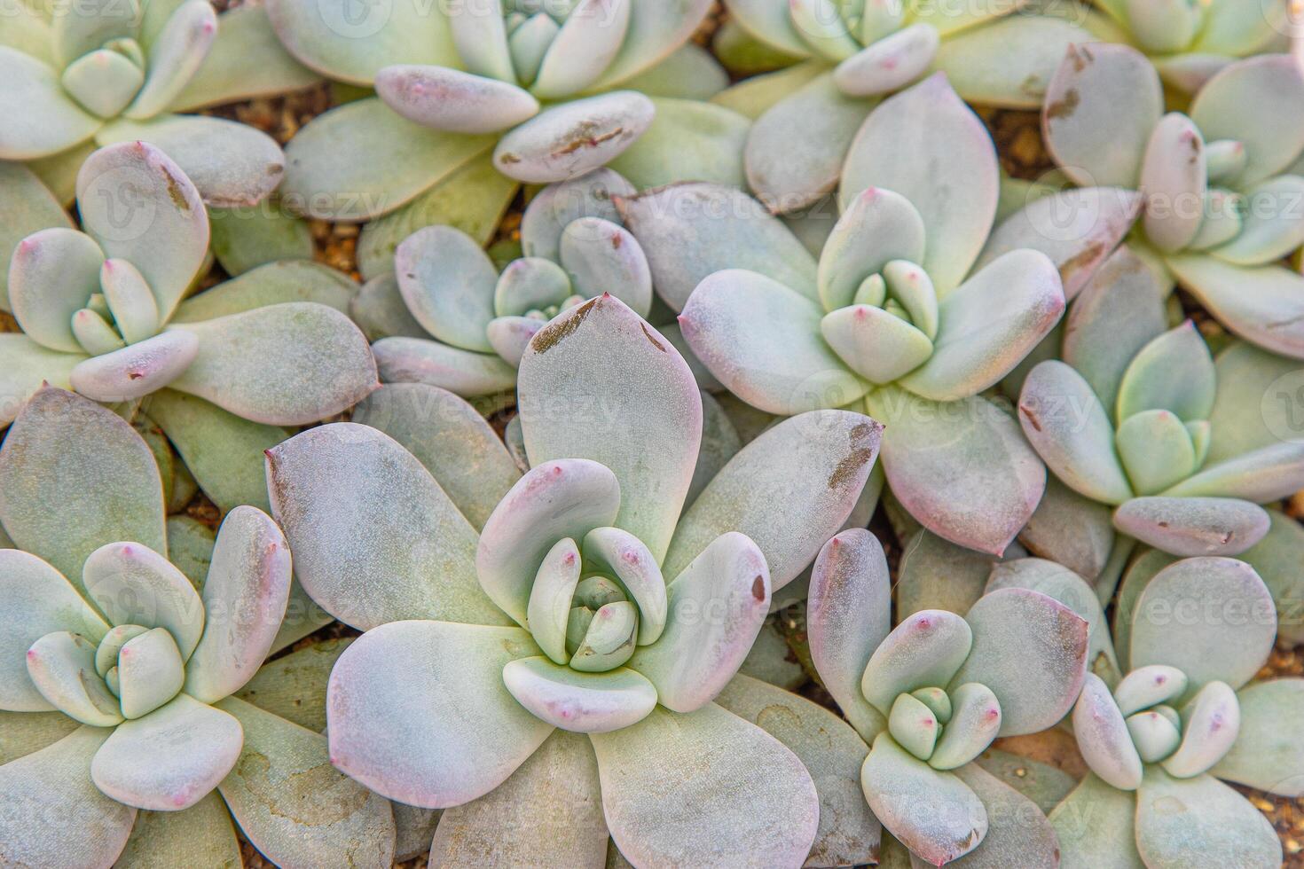 Flowers name Echeveria Jelly Snow Angel. The succulent plant is a type of cactus. Green nature foliage background. photo